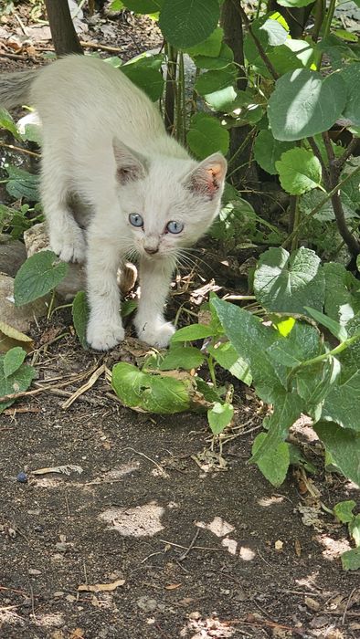 котята крысыловы