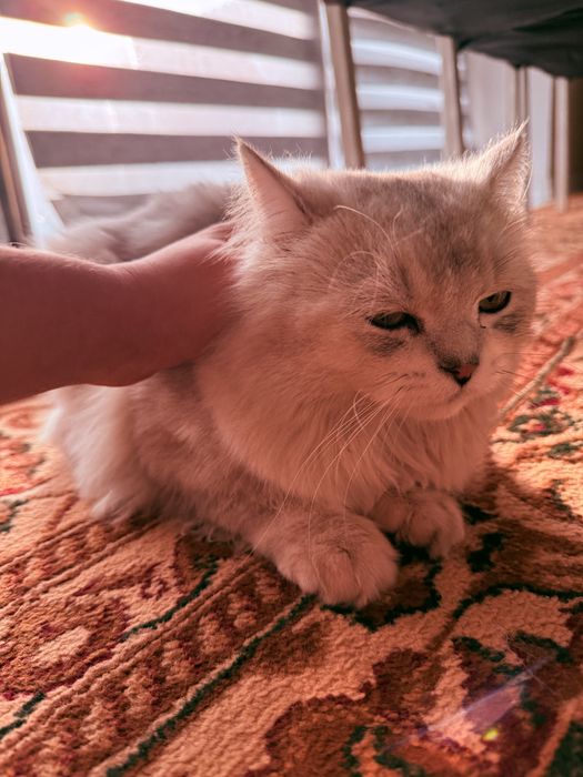 Котенок 10месяцев