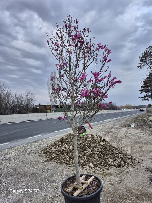 Magnolia solangiana