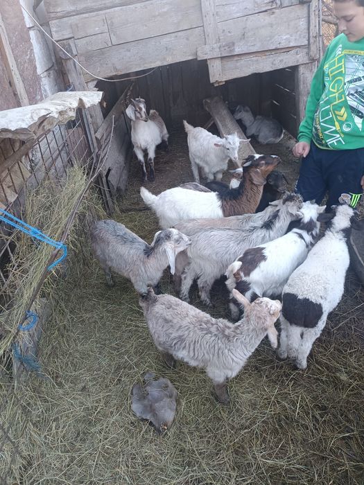 Iezi de vânzare media 10 .14 kg bucata