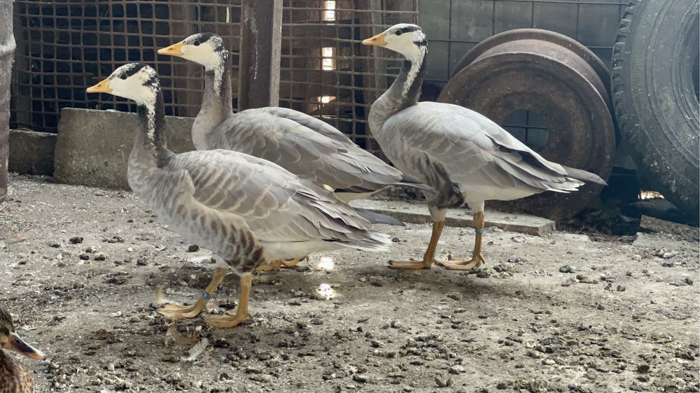 Gasca indiana mascul 2024