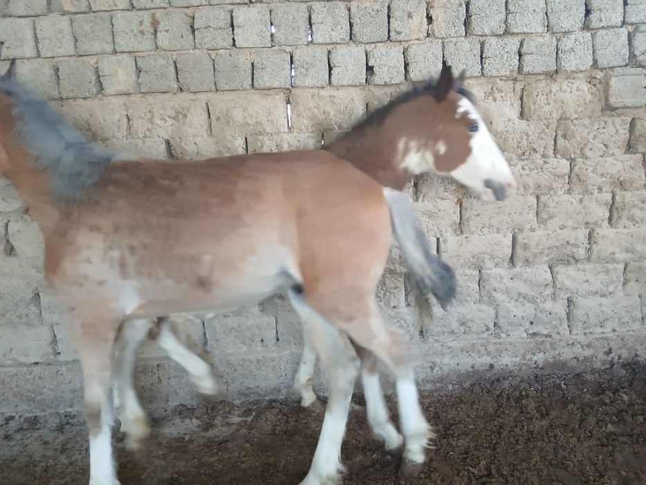 Тайлар бар еркек