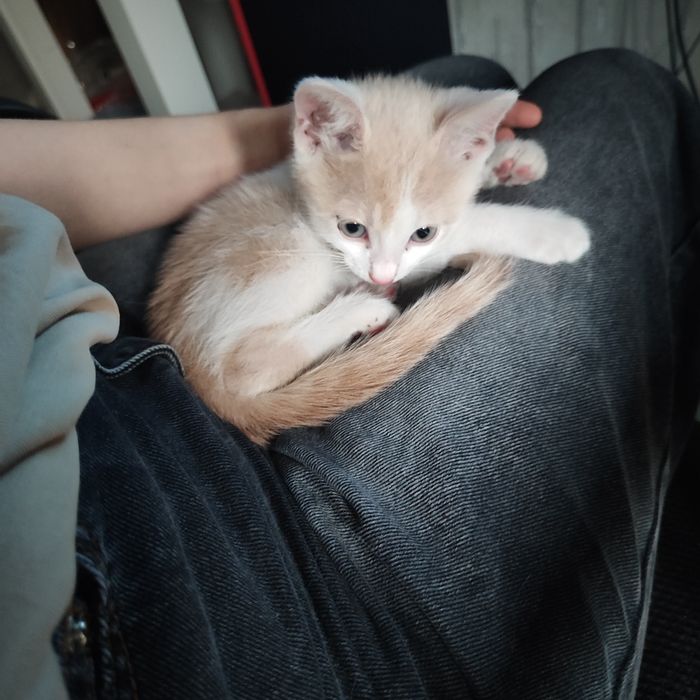 СРОЧНО котёнок в добрые руки