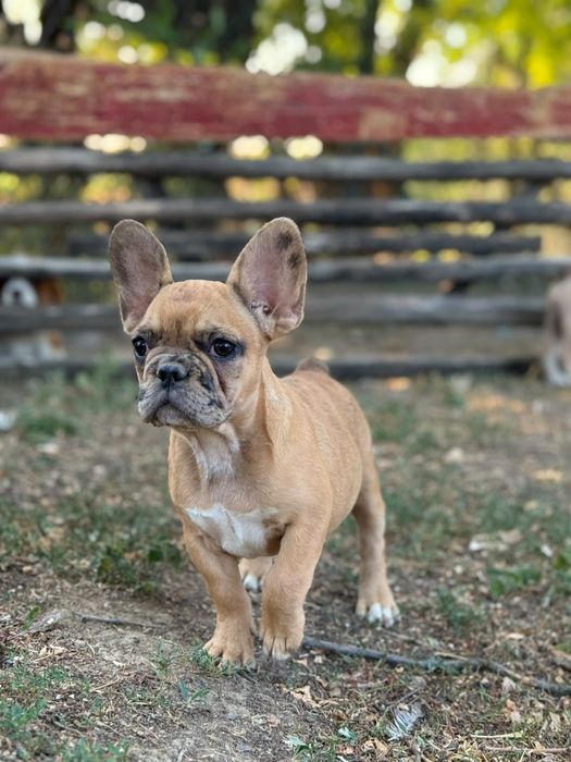 bulldog francez fetita