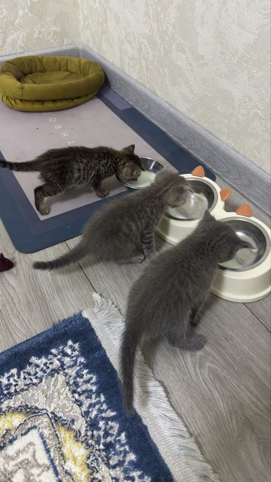Продаются вислоухие шотландские котята