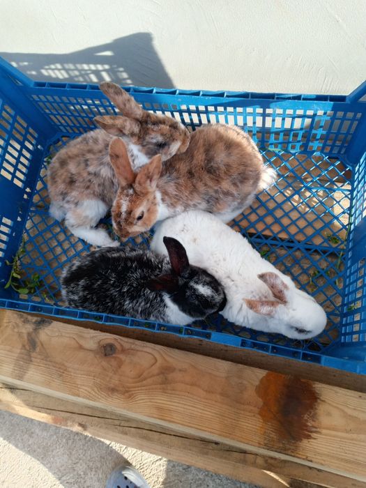 Vind iepuri rex pitic  original