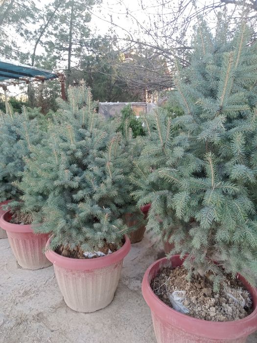 Голубой ел ку́чатлари арзон нархларда