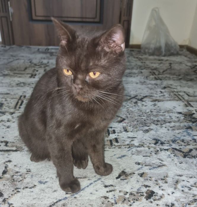 Кот Британец в Любящую семью