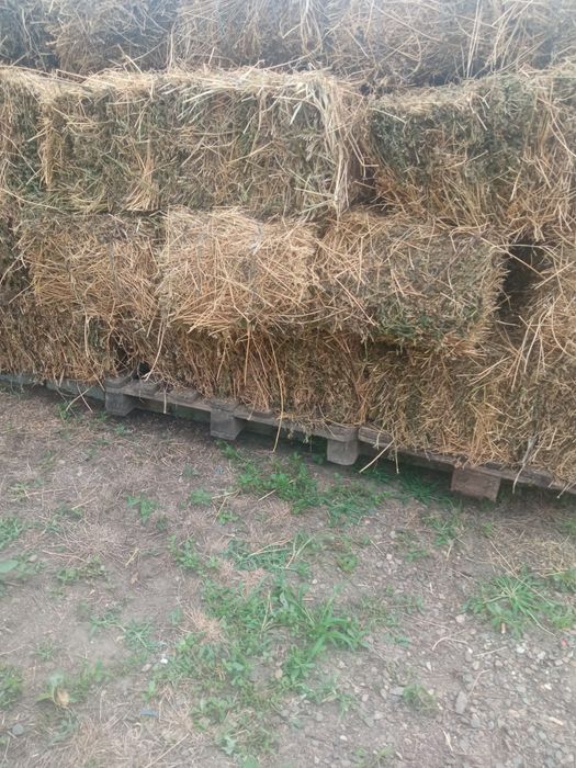 Vând baloți lucerna