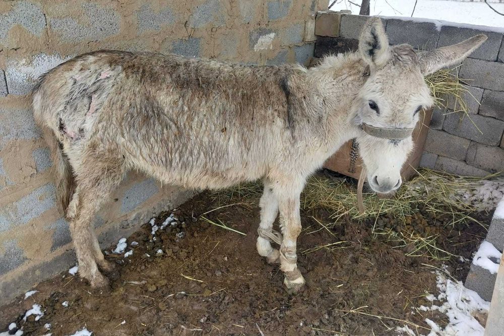 Ешек сатылады  г. Шымкент