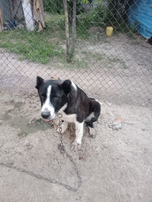 Алабайдын кушиги 5 айлык