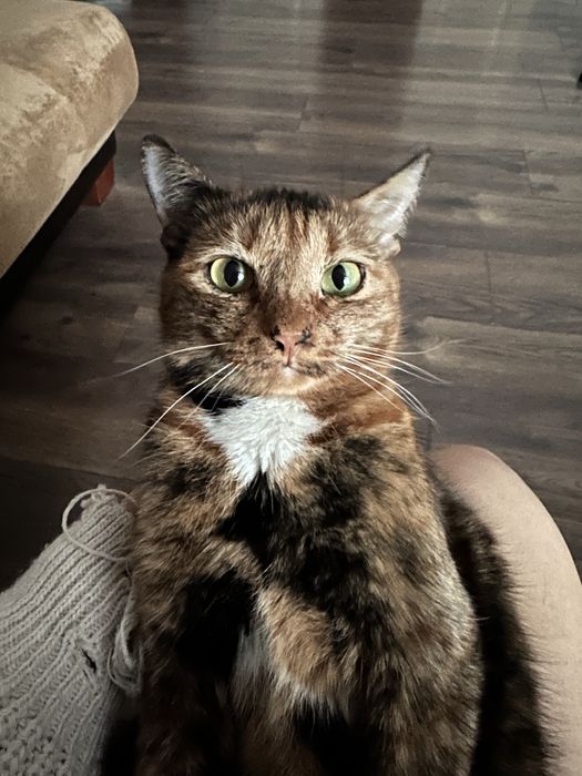 Кошечка в добрый руки