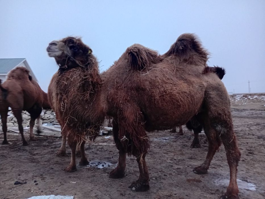 Түйелер сатылады