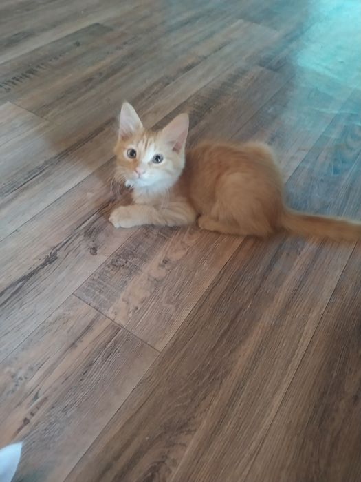 Отдам котят в хорошие руки