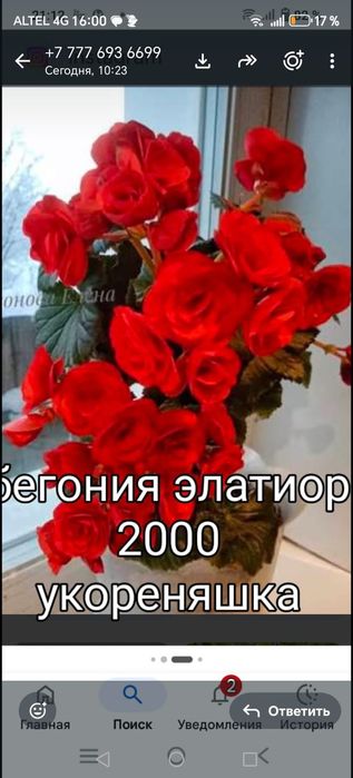 Продам домашнии цветы
