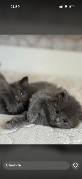 котята шотландский вислоухий