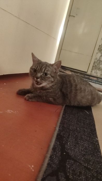 Отдам кошку в добрые руки