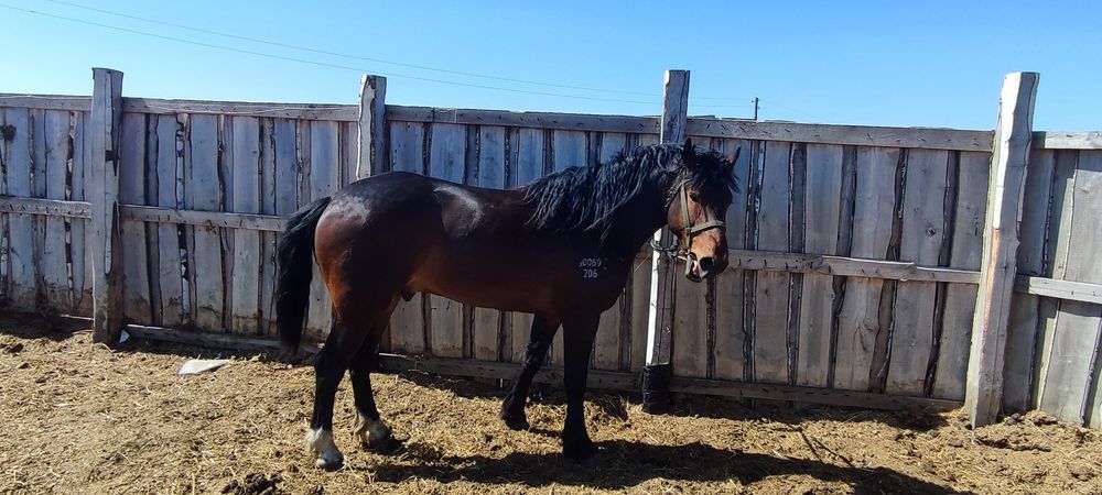 Жеребец 4года на племя