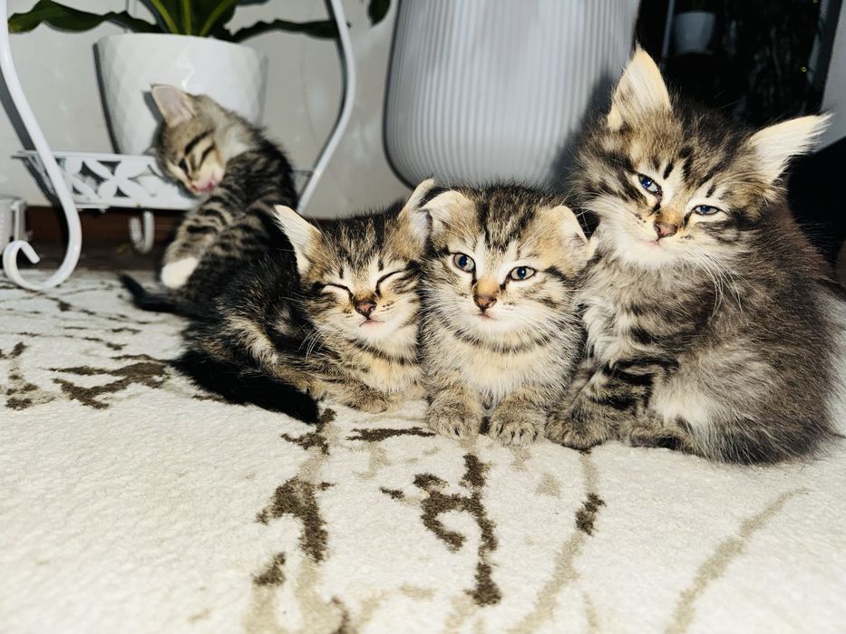 Вислоухий котята
