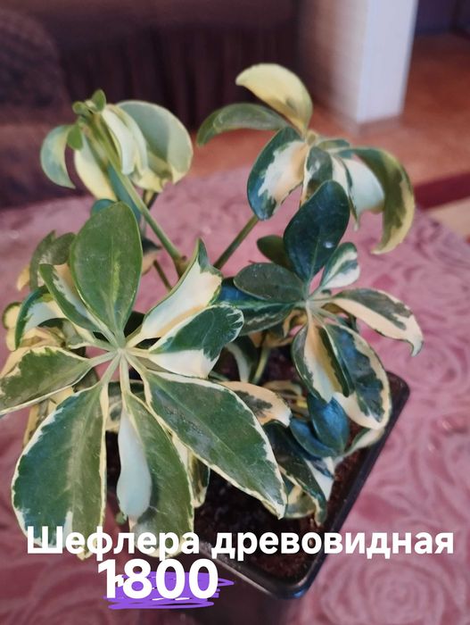 Продам комнатные растения