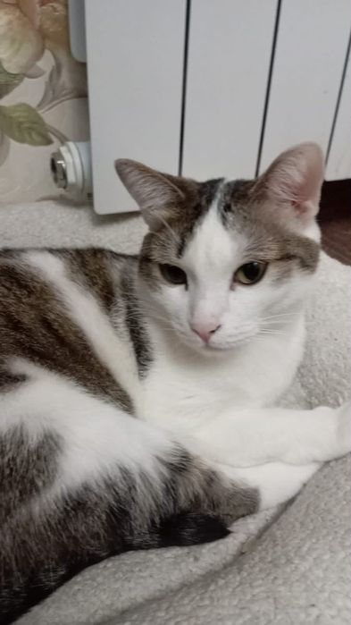 Очаровательной кошечке очень нужны заботливые котородители