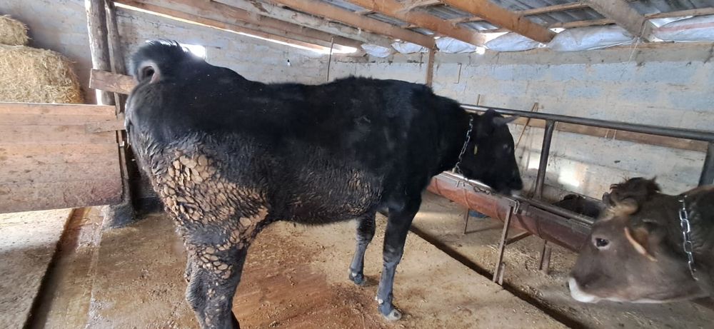 Продам корову 2 годовалый