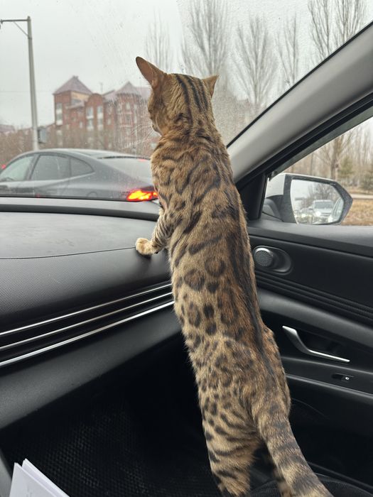 Продам бенгальскую кошку