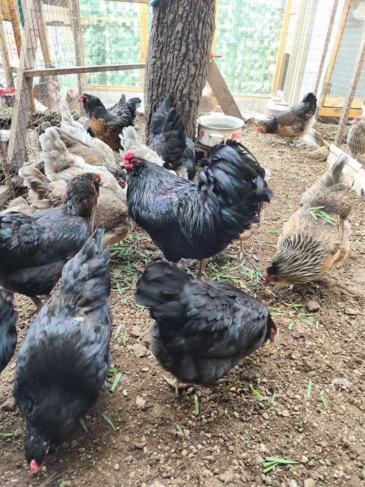 Ouă de incubat Ameraucana