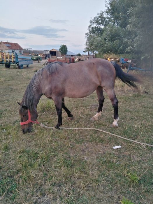 Vând iapă rasă semigrea
