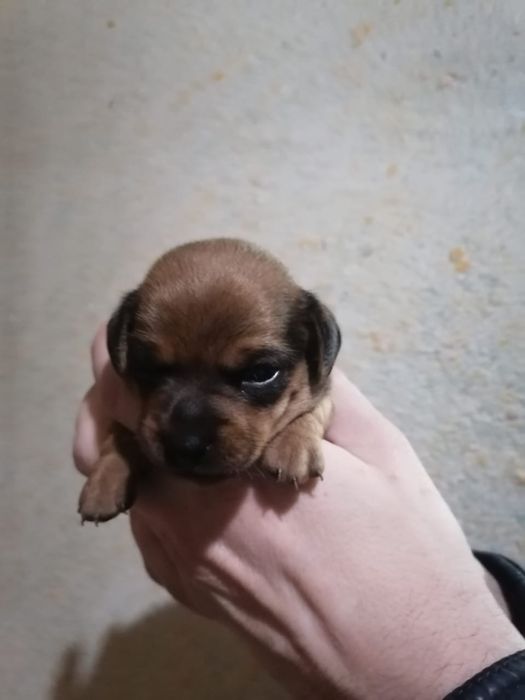 Продам щенков русский той терьер