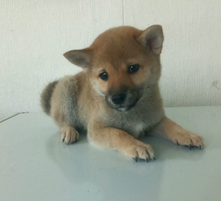 Готовы к продаже щенки сиба ину