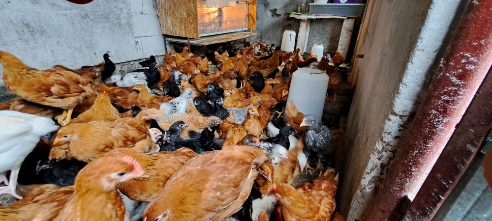 Cocoși New Hampshire, Australorp, Brahma, Rațe Moscovite