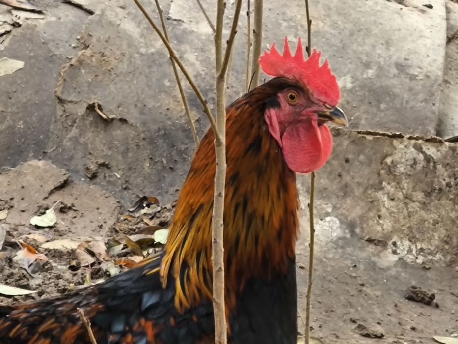 Қораздар сатылады, үйдікі, мықты, жас