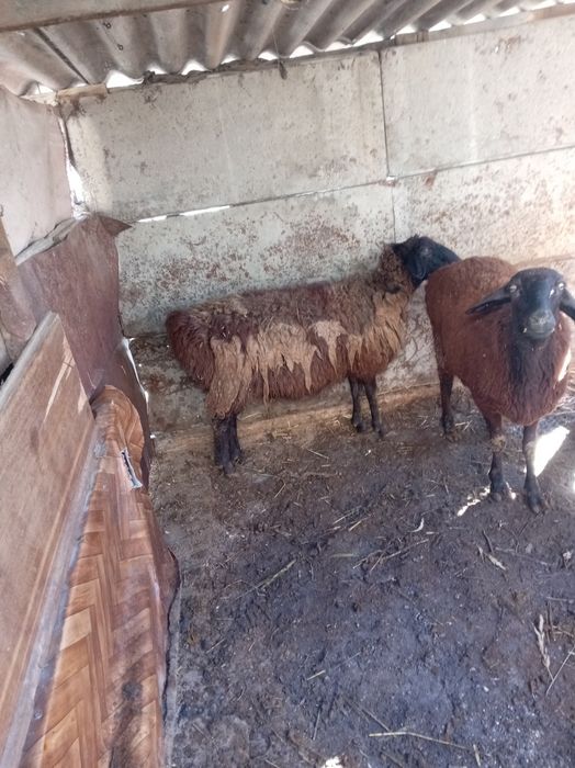 Продажа баран жирные