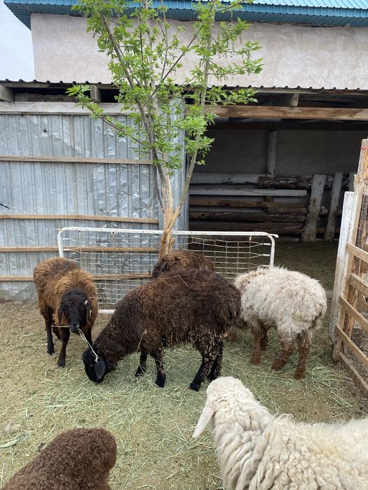 Тоқтылар сатылады