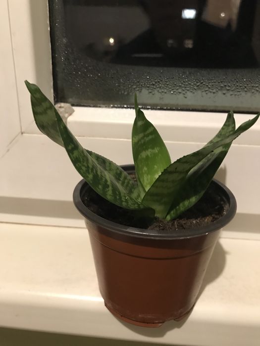 Синсевиера Хани. и Сингониум