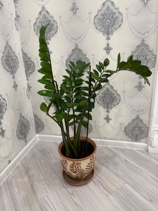 Продам комнатные цветы