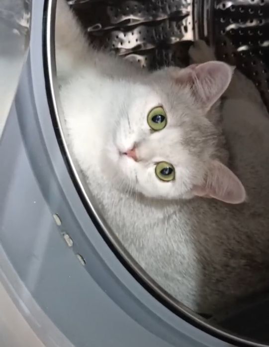 Serebrista Shinshilla