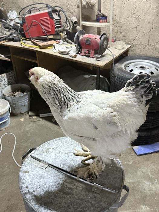 брама сатылады..