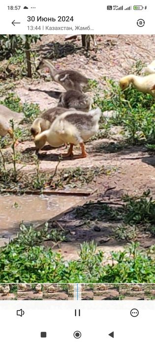 Продам гусят суточные и подрощенные