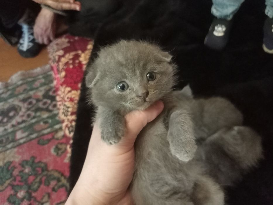 Продаются котята