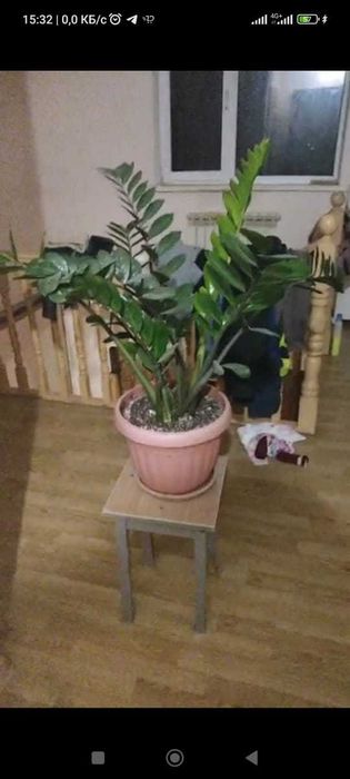 замиакулькас дол дерево