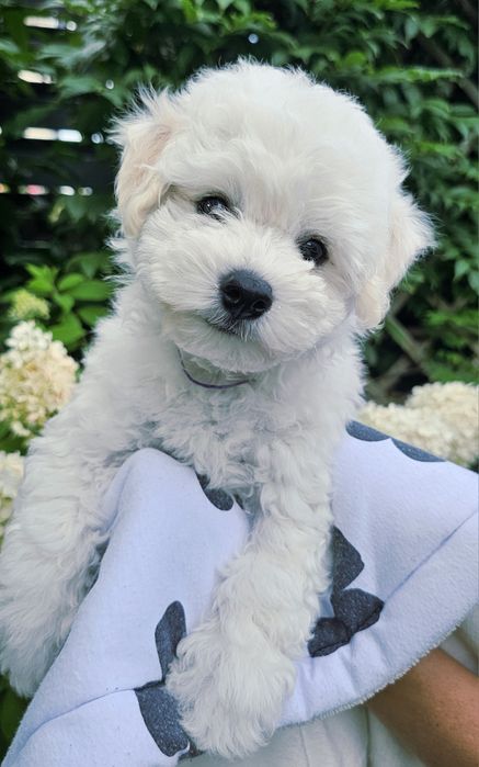 Bichon Frise FCI – Tată Campion România „Cum Laudae” | Pedigree AChR