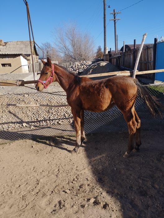 Еркек жабағы сатылады