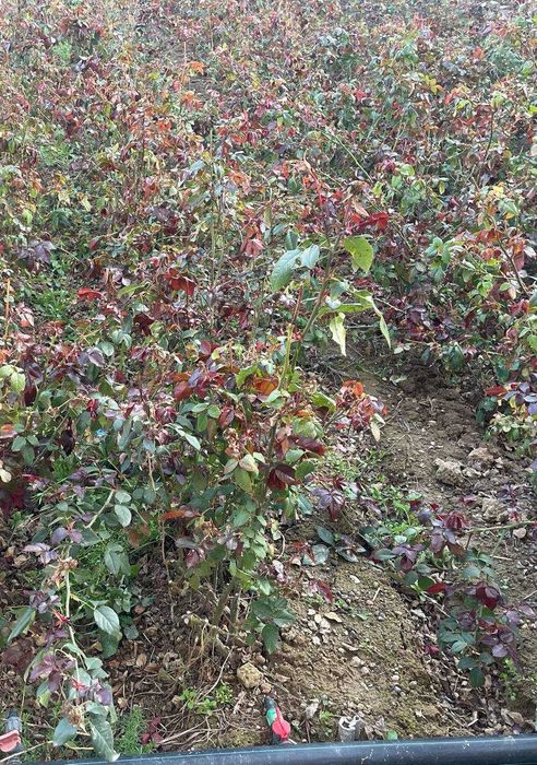 Atirgul kochatlar yengi kochat