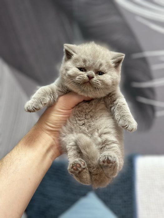 Плюшевый мальчик