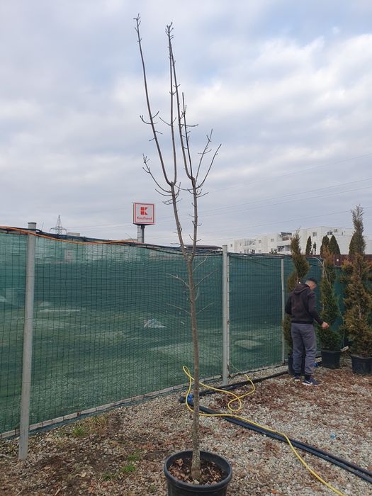 Mesteacan decorativ, artar verde, paltin de munte, carpen, fag,frasin