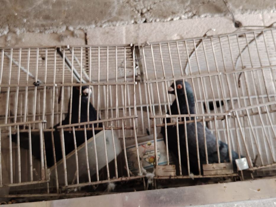 Vand porumbei rasa spaniola