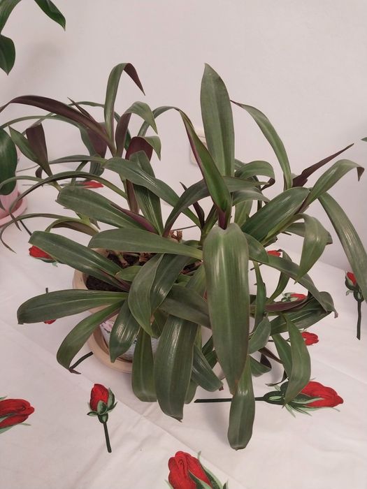 Комнатные цветы                  .