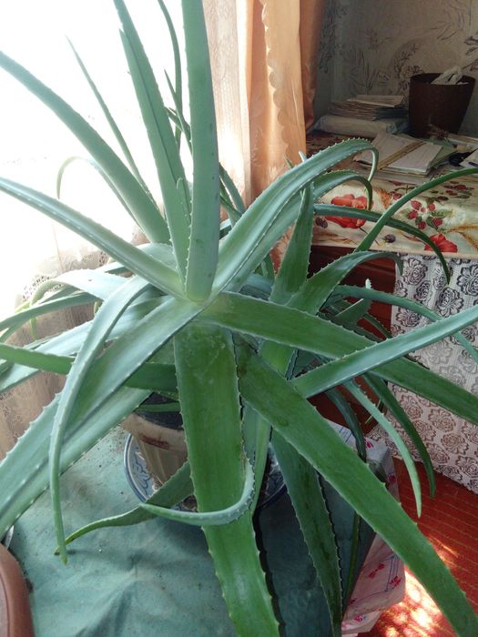 Алое Вера. 7 летний